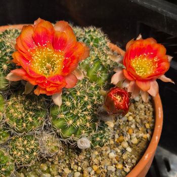 Preview: Lobivia arachnacantha